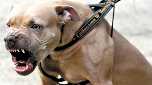 LEI QUE PROÍBE CRIAÇÃO DE CÃO PITBULL DEVE SER REVISADA