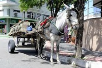 PROJETO PREVÊ DIMINUIÇÃO DE CARROÇAS NA CIDADE